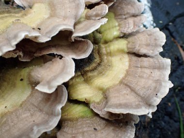 Tokyo, Japonya - 15 Eylül 2021: Yağmurda Sarunokoshikake veya Polyporaceae veya braket mantarı