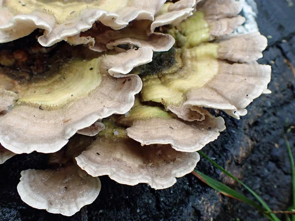 Tokyo Japan September 2021 Closeup Sarunokoshikake Polyporaceae Bracket Fungus Rain — Stock Photo, Image