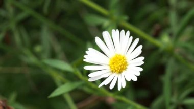 Tokyo, Japonya - 17 Eylül 2021: Küçük beyaz papatya çiçeğinin kapanışı