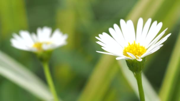 Tokió Japán Szeptember 2021 Kis Fehér Százszorszép Virág Közelsége — Stock videók