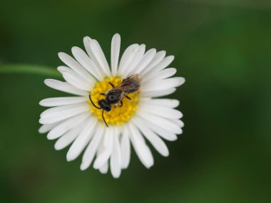 Tokyo, Japonya - 17 Eylül 2021: Küçük beyaz papatya çiçeğinin kapanışı