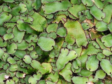 Tokyo, Japonya - 17 Eylül 2021: Conocephalum conicum 'a yakın çekim veya büyük kokulu ciğer otu veya yaygın mantar başlı karaciğer otu veya yılan derisi karaciğer otu