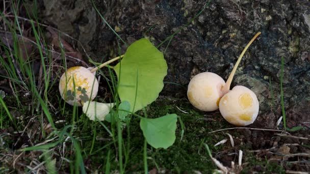 Tokyo Giappone Settembre 2021 Primo Piano Delle Noci Ginkgo Cadute — Video Stock