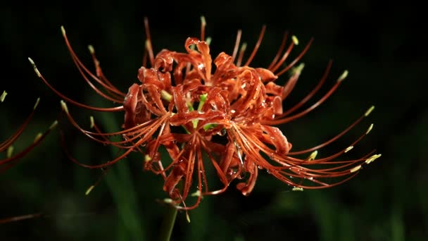 Tokyo Japan September 2021 Closeup Lycoris Radiata Red Spider Lily — Stock Video