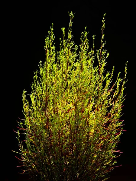 Tokio Japón Septiembre 2021 Kochia Ciprés Verano Amaranthaceae Noche — Foto de Stock