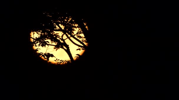 2021年9月21日 日本东京 满月在黎明时分从树上落下 — 图库视频影像