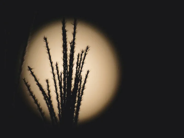 Tóquio Japão Setembro 2021 Grama Japonesa Pampas Miscanthus Sinensis Capim — Fotografia de Stock