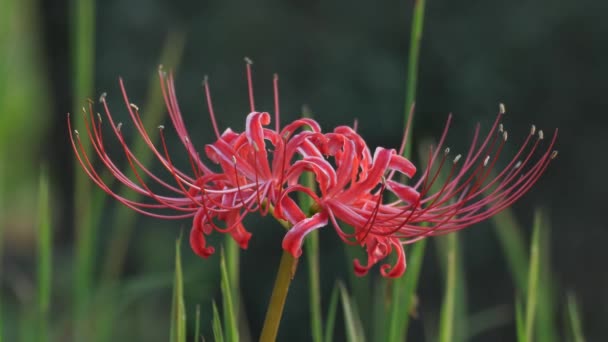 東京都 2021年9月21日 ライコリス科のライコリス属の花若しくは赤いクモのユリ若しくは赤い魔法のユリ又はエキノックスの花若しくはヒガンバナの閉鎖 — ストック動画