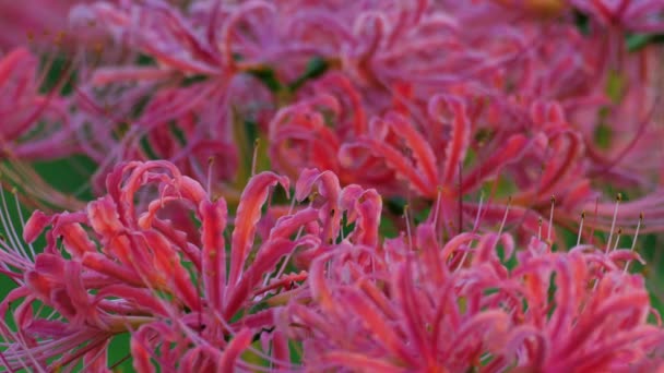 東京都 2021年9月21日 ライコリス科のライコリス属の花若しくは赤いクモのユリ若しくは赤い魔法のユリ又はエキノックスの花若しくはヒガンバナの閉鎖 — ストック動画
