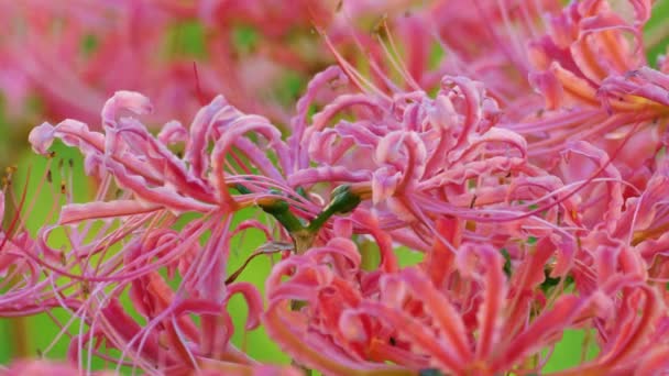 Tokyo Japan September 2021 Closeup Lycoris Radiata Red Spider Lily — Stock Video