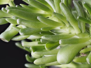 Tokyo, Japonya - 21 Eylül 2021: Crassula portulacea F. Monstrosa 'nın antika ve karakteristik yapraklarının yakınlaştırılması