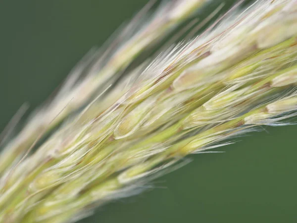 Tóquio Japão Setembro 2021 Fechar Grama Japonesa Pampas Miscanthus Sinensis — Fotografia de Stock