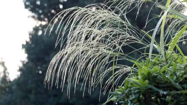 Tóquio Japão Setembro 2021 Fechar Grama Molhada Japonesa Pampas Miscanthus — Vídeo de Stock