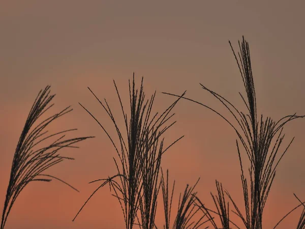 Tokio Japón Septiembre 2021 Hierba Pampas Japonesa Miscanthus Sinensis Hierba — Foto de Stock