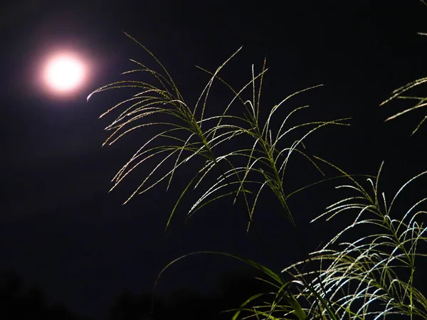 Tokio Japan September 2021 Japanisches Pampasgras Oder Miscanthus Sinensis Oder — Stockfoto