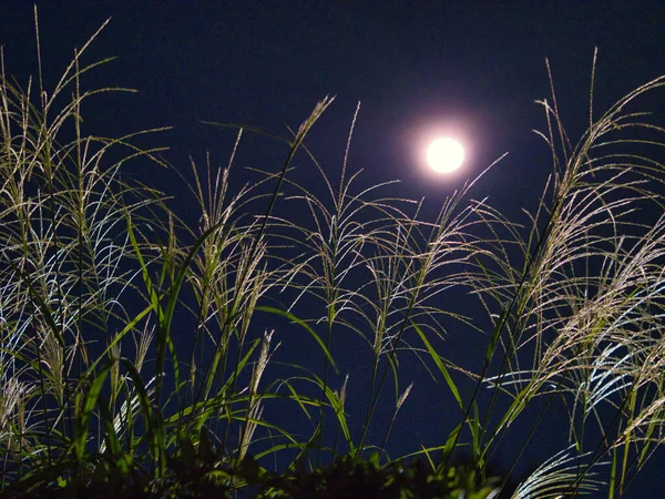 Tokio Japan September 2021 Japanisches Pampasgras Oder Miscanthus Sinensis Oder — Stockfoto