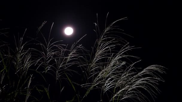 Tokio Japón Septiembre 2021 Hierba Pampas Japonesa Miscanthus Sinensis Hierba — Vídeo de stock