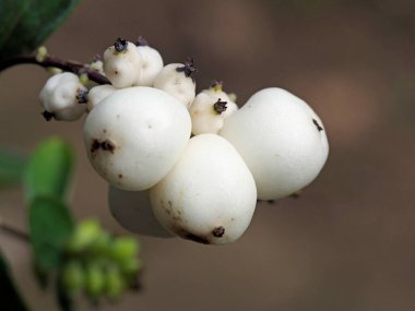 Tokyo, Japonya - 24 Eylül 2021: Kar çileği veya Symphoricarpos albusunun kapatılması