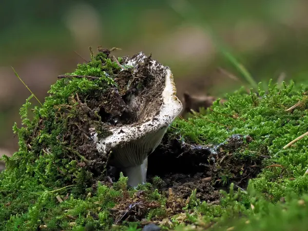 Tokyo Japan September 2021 Closeup Fungus Just Appeared Surface — Stock Photo, Image
