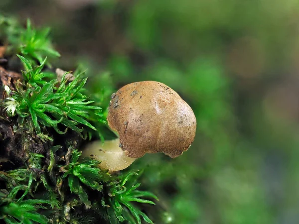 Tokyo Japan September 2021 Small World Fungus Moss — Stock Photo, Image