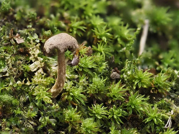 Tokyo Japan September 2021 Small World Fungus Moss — Stock Photo, Image