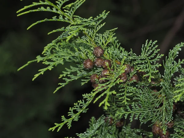 Tokio Japón Septiembre 2021 Primer Plano Flor Femenina Del Ciprés — Foto de Stock