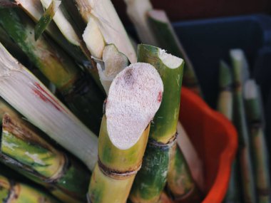 Londra, İngiltere - 9 Ekim 2025: Londra 'da bir pazarda taze şeker kamışı satıldı