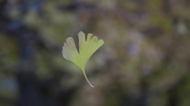 Tokyo, Japonya - 23 Kasım 2025: Kış sabahı asılan bir gingko yaprağı