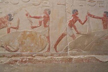 Saqqara, Mısır - 2 Aralık 2025: Mereruka Saqura 'daki Antik Mısır Kasapları