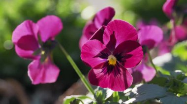 Tokyo, Japonya - 10 Ocak 2026: Şarap rengi viyola çiçeğinin kapanışı