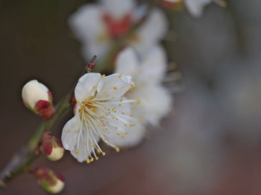 Tokyo, Japonya - 20 Ocak 2026: Ume çiçekleri veya erik çiçekleri veya Japon kayısı çiçekleri gece çiçek açar