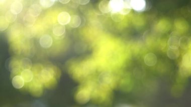 Tokyo, Japonya - 5 Şubat 2026: Sabun köpüğü ile yaprakların arasından akan güneş ışınları