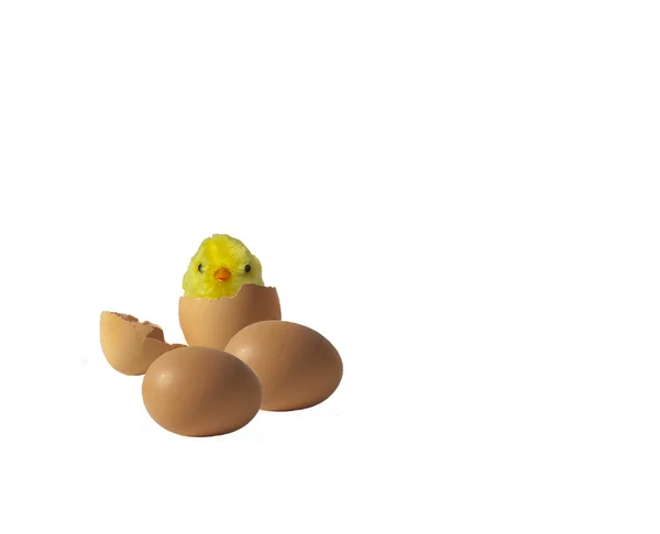 Pintainho de bebê Hatching de Brown Egg — Fotografia de Stock