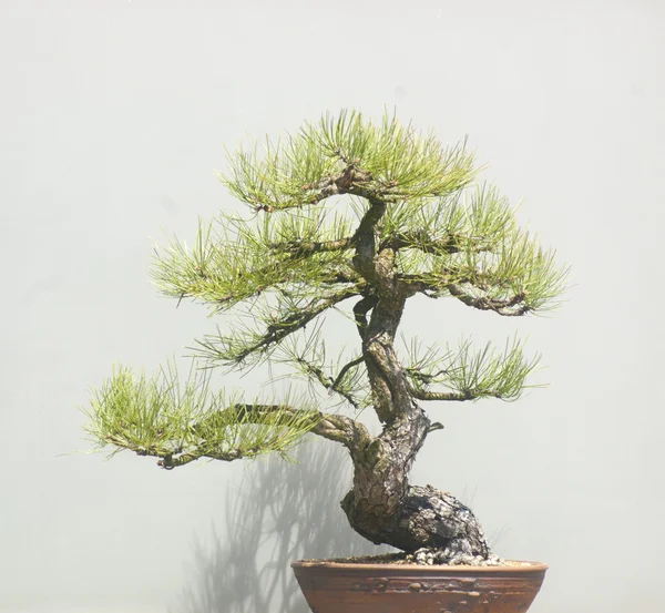 Banyan or ficus bonsai tree . — Stock Photo © goodgold99 4749005