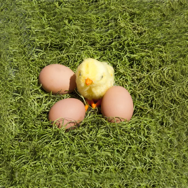 Baby Chick with Brown Eggs