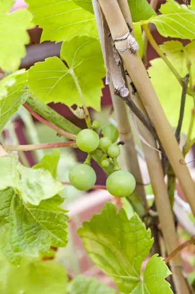 Szőlő szőlőn — Stock Fotó