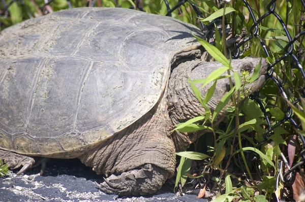 Велика черепаха Snapping Ліцензійні Стокові Фото