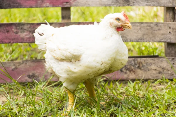 Hayvan refahı çiftliğinde tavuk veya broiler tavuk. Yakınlaştır