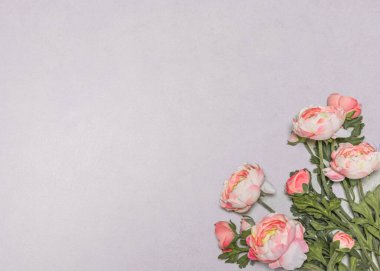 Gri arkaplanda iki köşeye dizilmiş pembe ve mor güllerin düz üst görünümü, geniş kopya alanı ve negatif boşluk sağlar