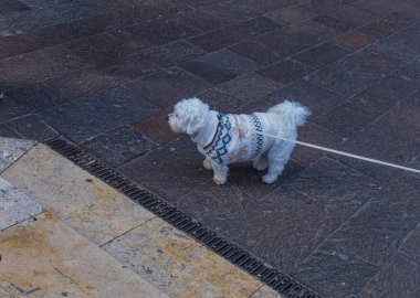 Küçük, beyaz, hipoalerjenik bir köpeğin (Malta / Bichon tipi) koyu desenli bir yelek ve kırmızı bir koşum takımı giyen, desenli bir şehir kaldırımında tasma üzerinde yürüyen