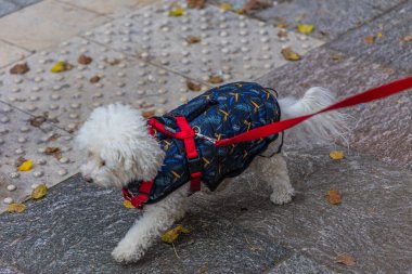 Küçük, beyaz, hipoalerjenik bir köpeğin (Malta / Bichon tipi) koyu desenli bir yelek ve kırmızı bir koşum takımı giyen, desenli bir şehir kaldırımında tasma üzerinde yürüyen