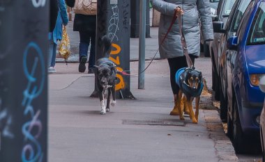 Yatay göz hizasında, kaldırımda iki köpeği gezdiren bir kadının graffiti kaplı direklerin ve Budapeşte 'de park edilmiş arabaların yanından geçerken.