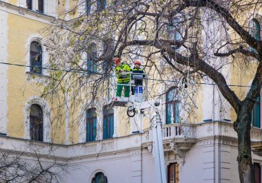Budapest, Hungary - October 24 2025: Municipal workers in lift bucket pruning trees on Andrassy Avenue