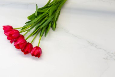 Yatay geniş açı açılı taze kırmızı lalelerin beyaz bir yüzey üzerinde uzanan görüntüsü mesaj için geniş negatif alan, bahar tatili için mükemmel.