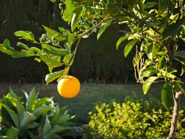 Ağaç dalından sarkan portakal