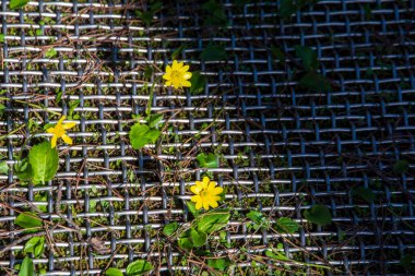 Barbate Doğal Parkı, Cadiz 'de tel örgülerin arasında küçük çiçekler.