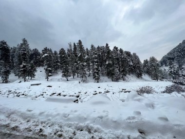 Kaşmir Dağları 'nın ortasında Güzel Karlı Çam Ağaçları