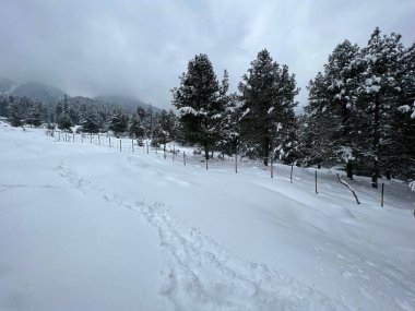 Kaşmir 'de Karla Kaplanmış Çamlarla Huzurlu Kış Sabahı