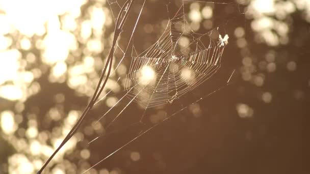 Cobwebs in the setting sun — Stock Video