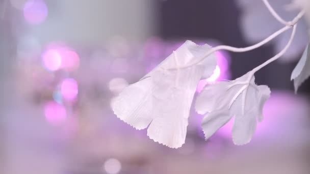 White flowers background 2 — Stock Video